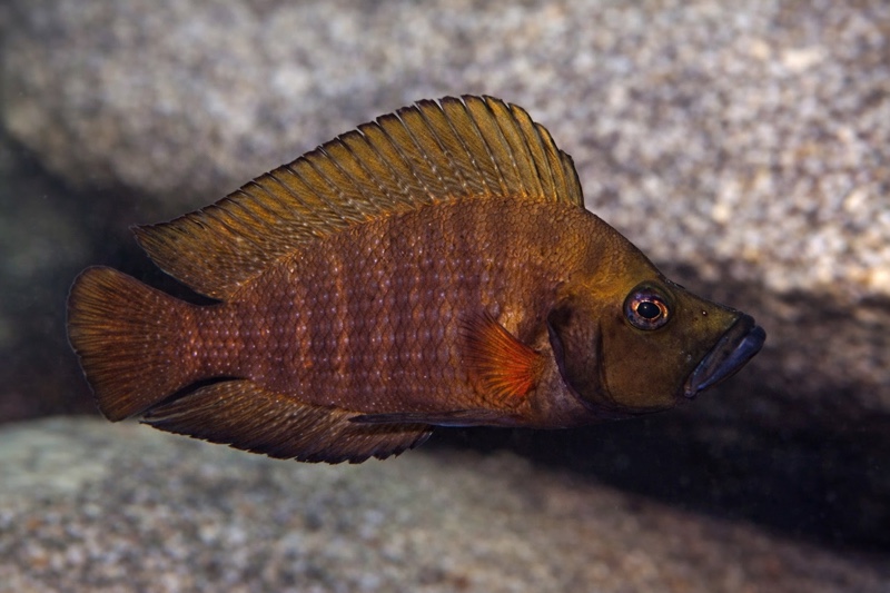 Altolamprologus compressiceps 'Siyeswe Bay'